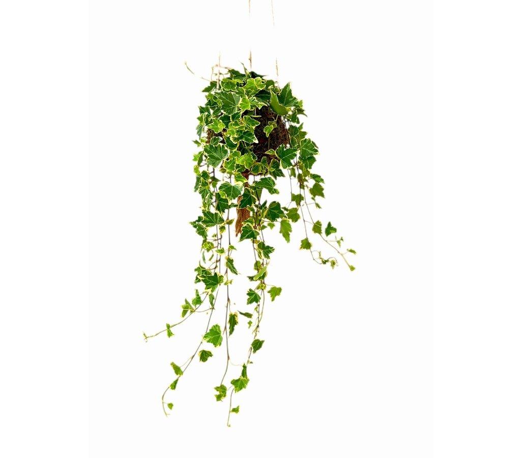 beweglicher kaktus Cactus Opuntia | 120cm | Online kaufen main image 0