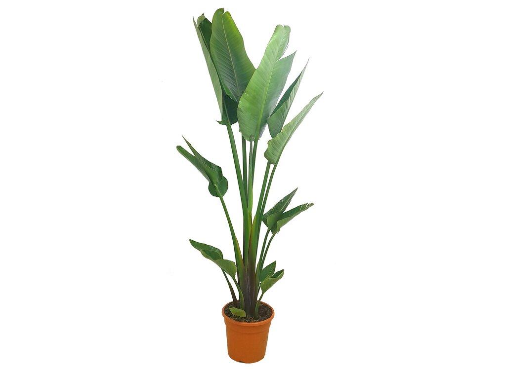 STRELITZIA AUGUSTA M25 250-300CM (AVE DEL PARASO)