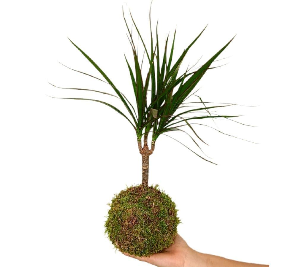 glücksfeder garten Glücksfeder kaufen – Green Me Up