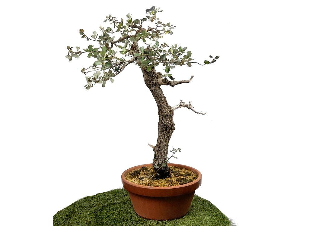 citrus tree bonsai Flowering Persian Lime Bonsai Tree (citrus latifolia) main image 0