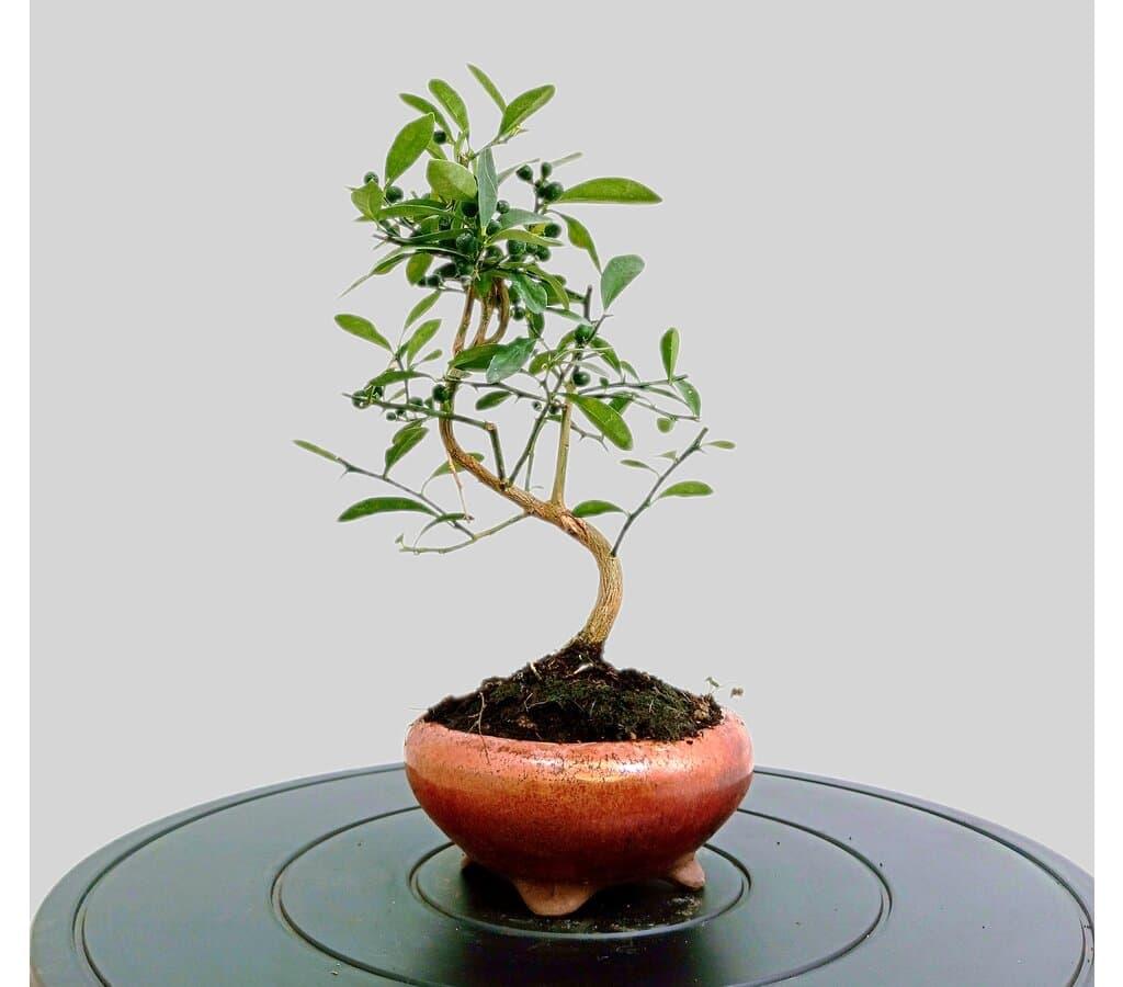 BONSI CITRUS KINZU 7 AOS