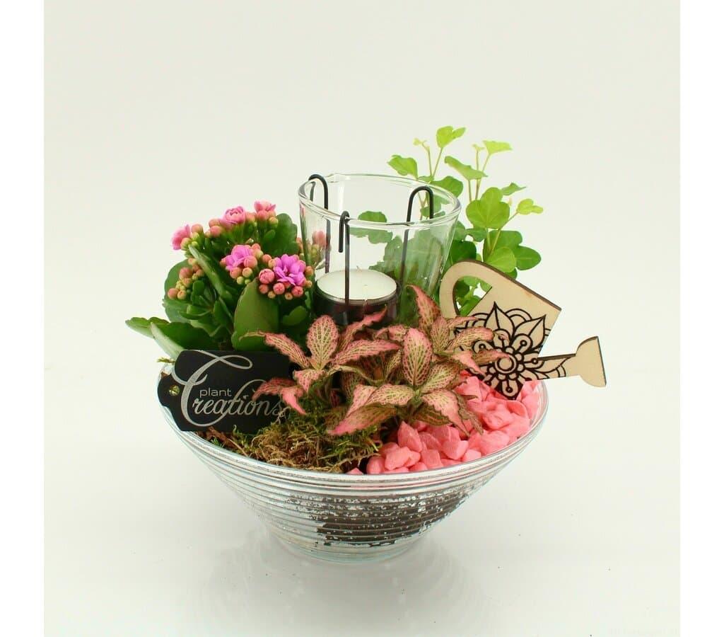 COMPOSICIN 20CM HEDERA KALANCHOE CRISTAL