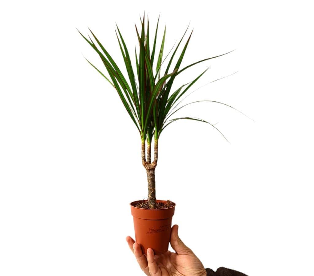 grnlilie lemon Grnlilie Chlorophytum 'Vittatum'