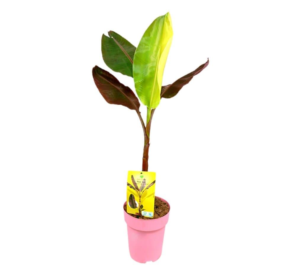 PLATANERA MUSA NONO PINK M23 Viveros Guzman