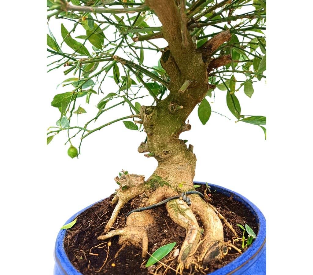 BONSI CITRUS LIMEQUAT 19 AOS (LIMONERO CHINO)