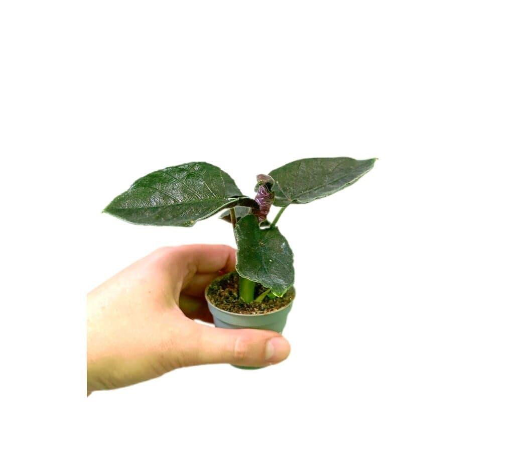 ALOCASIA LAUTERBACHIANA VARIEGATA M6