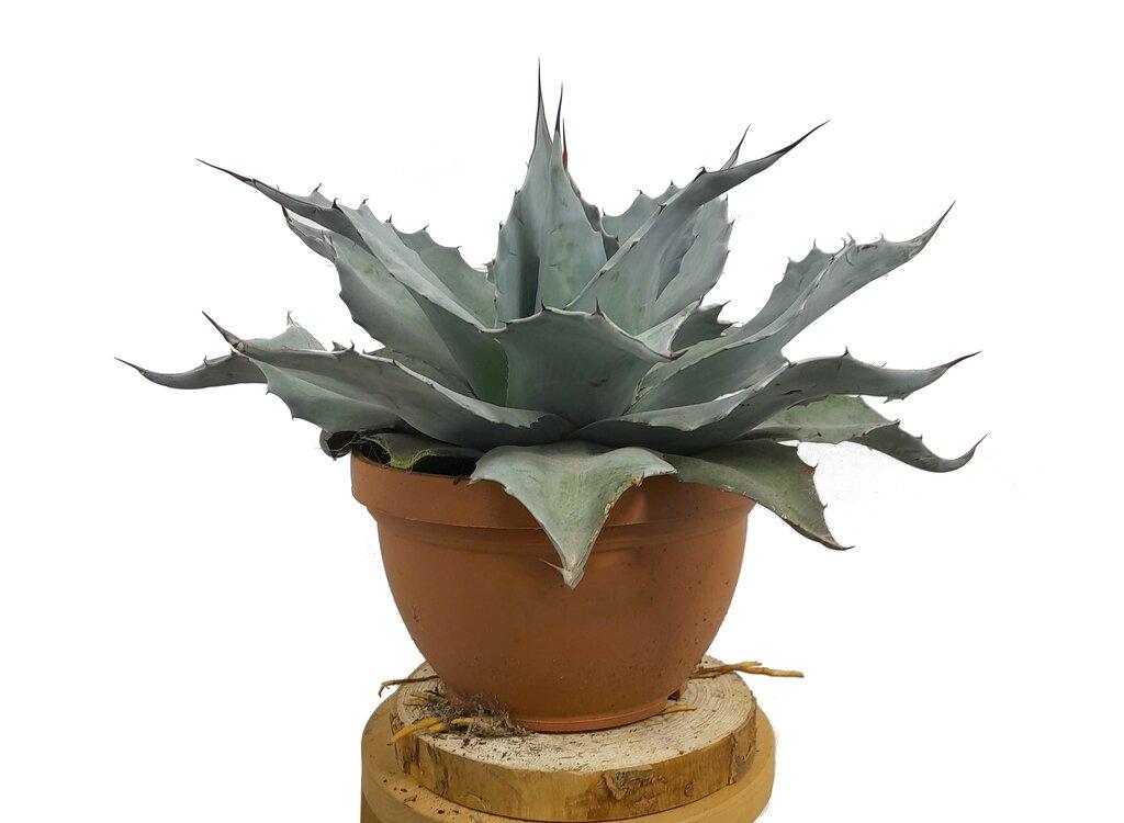 Agave ovatifolia 'Killer' 211アガベ Agave ovatifolia 'Killer' 211