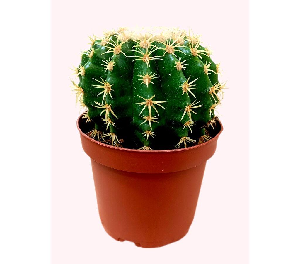 mistletoe cactus Rhipsalis cereuscula main image 1