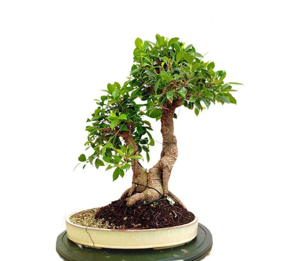 BONSAI FICUS RETUSA 20AOS