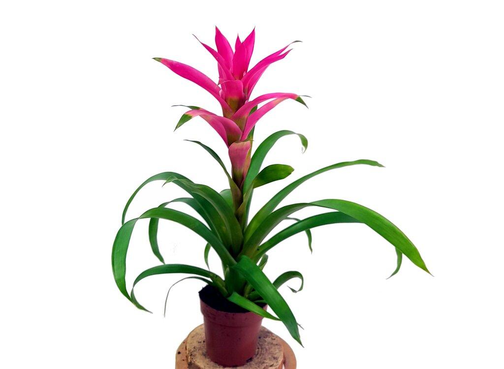 VRIESEA VARIADA M12 45CM