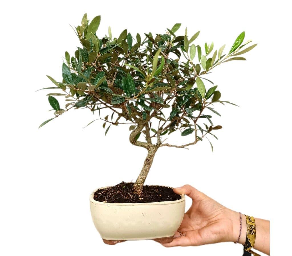BONSI OLIVO 8 AOS (ACEBUCHE)