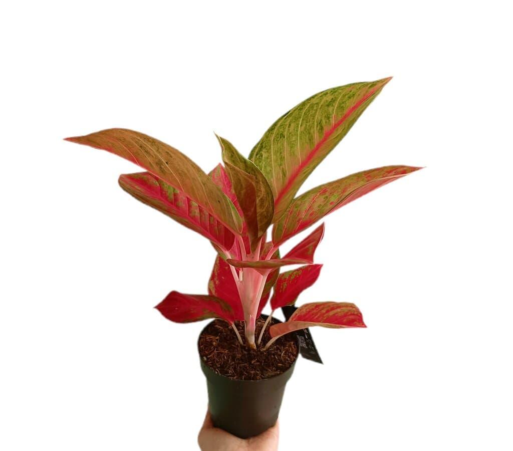 indoor ceramic plant pots Minimal Ceramic Planter - 6 inch