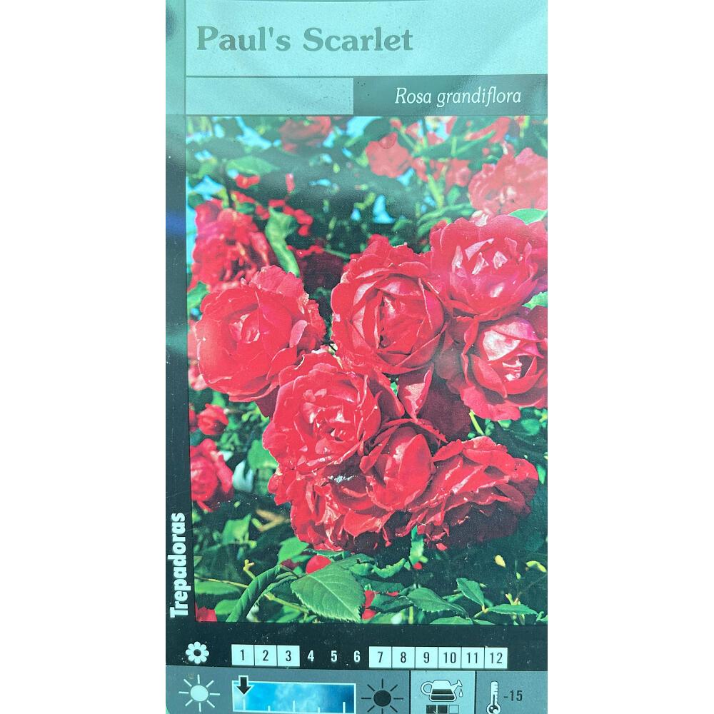 ROSAL TREPADOR PAUL'S SCARLET M20 180CM (ROJO)