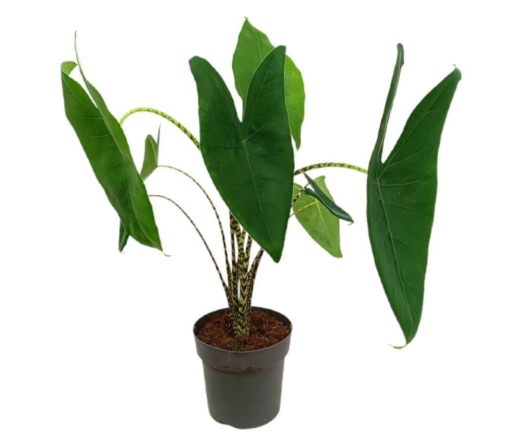 ALOCASIA ZEBRINA M19 60CM