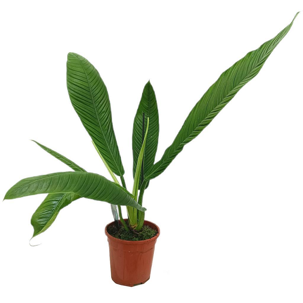 PHILODENDRON HETEROCRASPEDON M17 40-50CM
