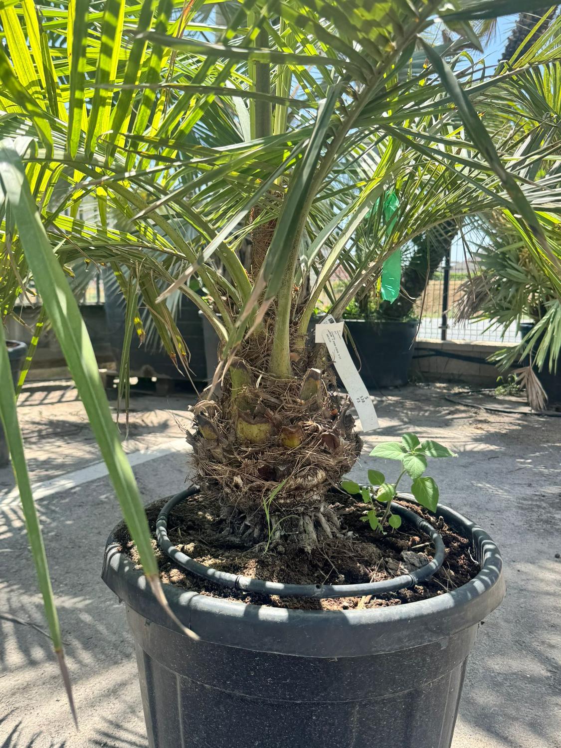 Jubaea Chilensis (Cocotier Du Chili, Palmier à Miel, Palmier à Vin - Foto 4