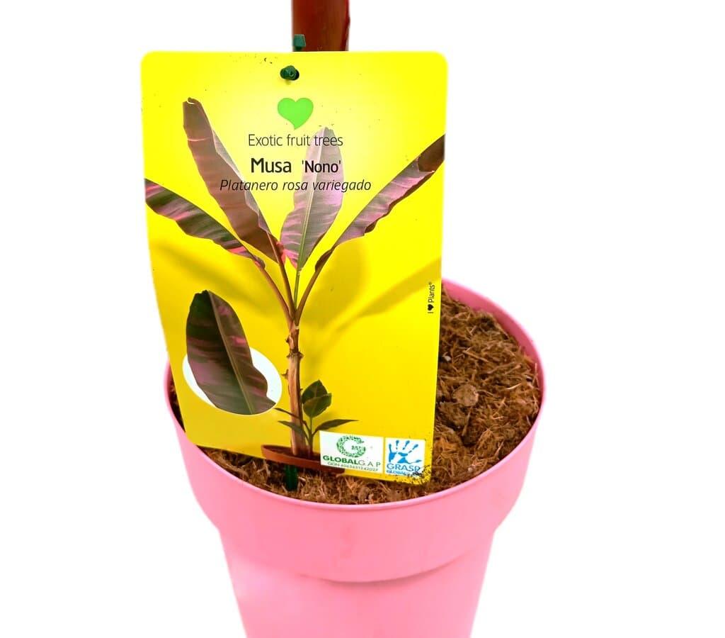 PLATANERA MUSA NONO PINK M23 Viveros Guzman