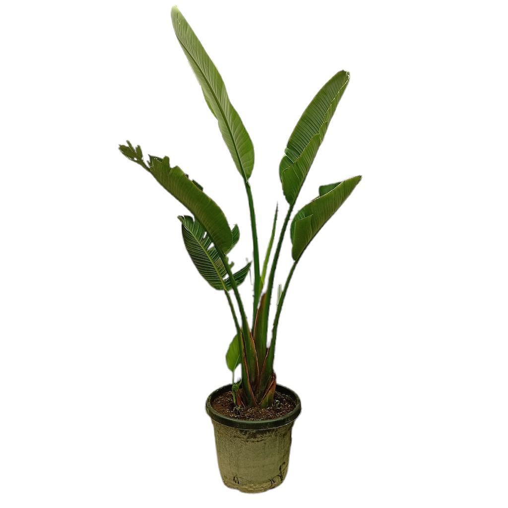 STRELITZIA AUGUSTA 1P M40 150-170CM