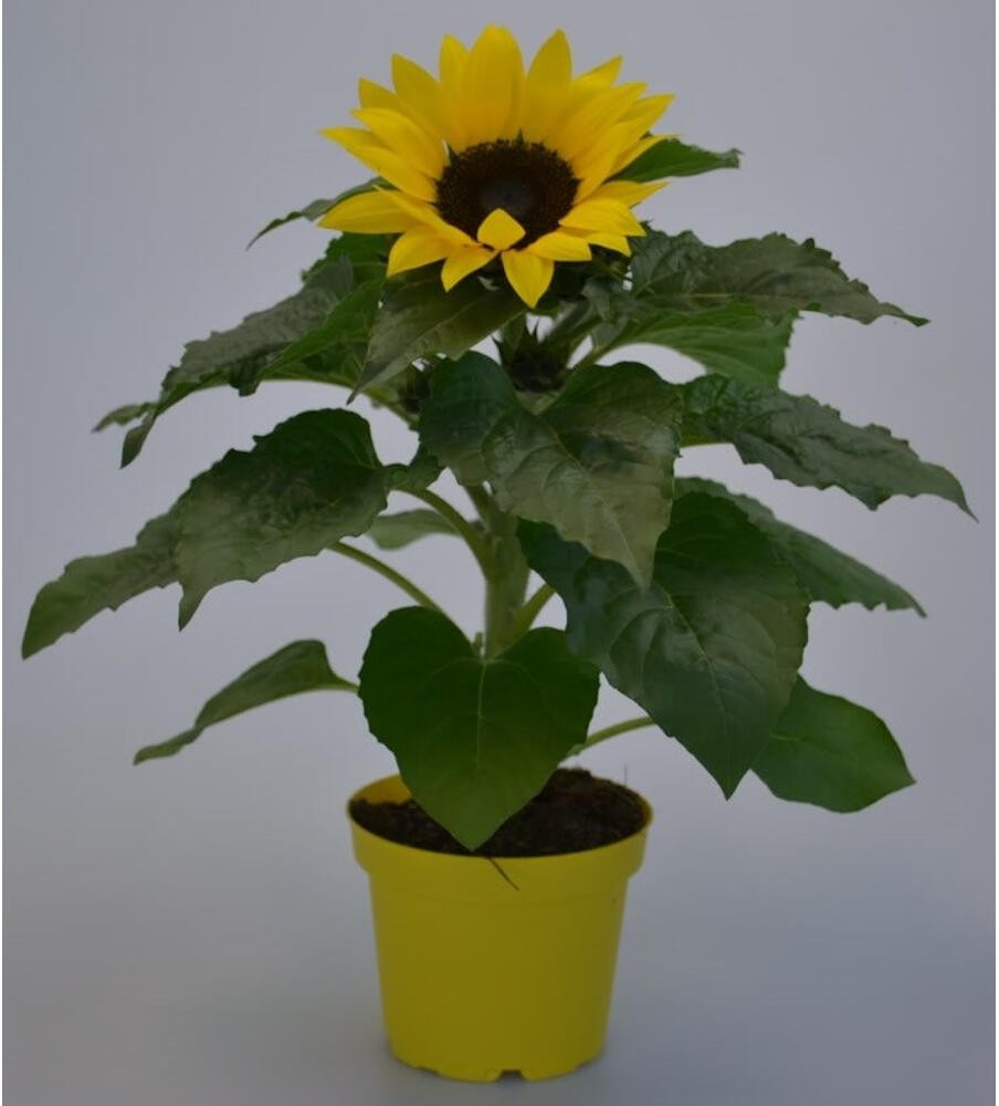 GIRASOL COMUN (HELIANTHUS ANNUUS) 25CM