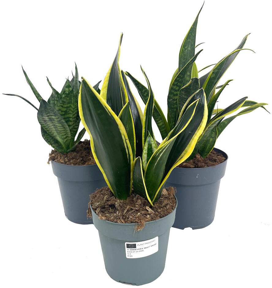 PACK LENGUA DE LA SUEGRA 3 UNIDADES (SANSEVIERIA) 50CM