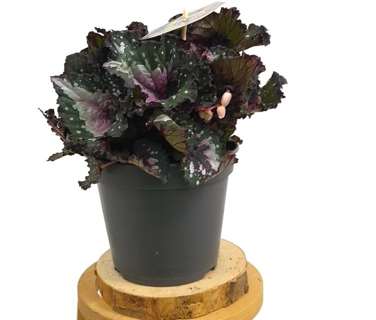 BEGONIA BLAD VIOLETA M17 50CM