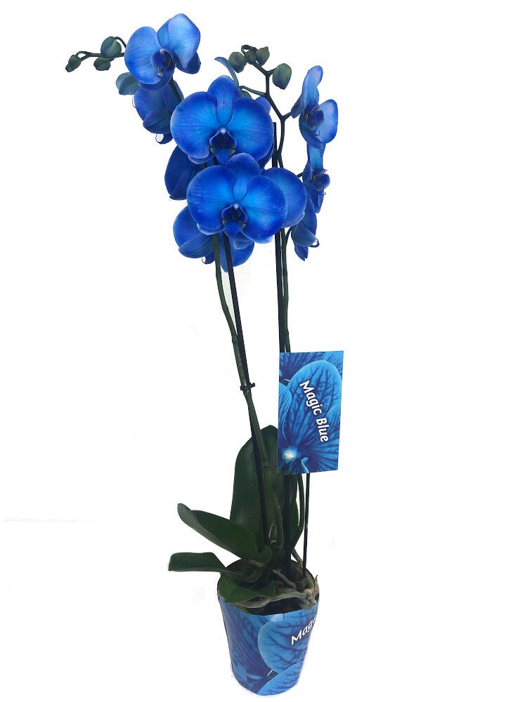 Orquidea Phalaenopsis Royal Blue M12