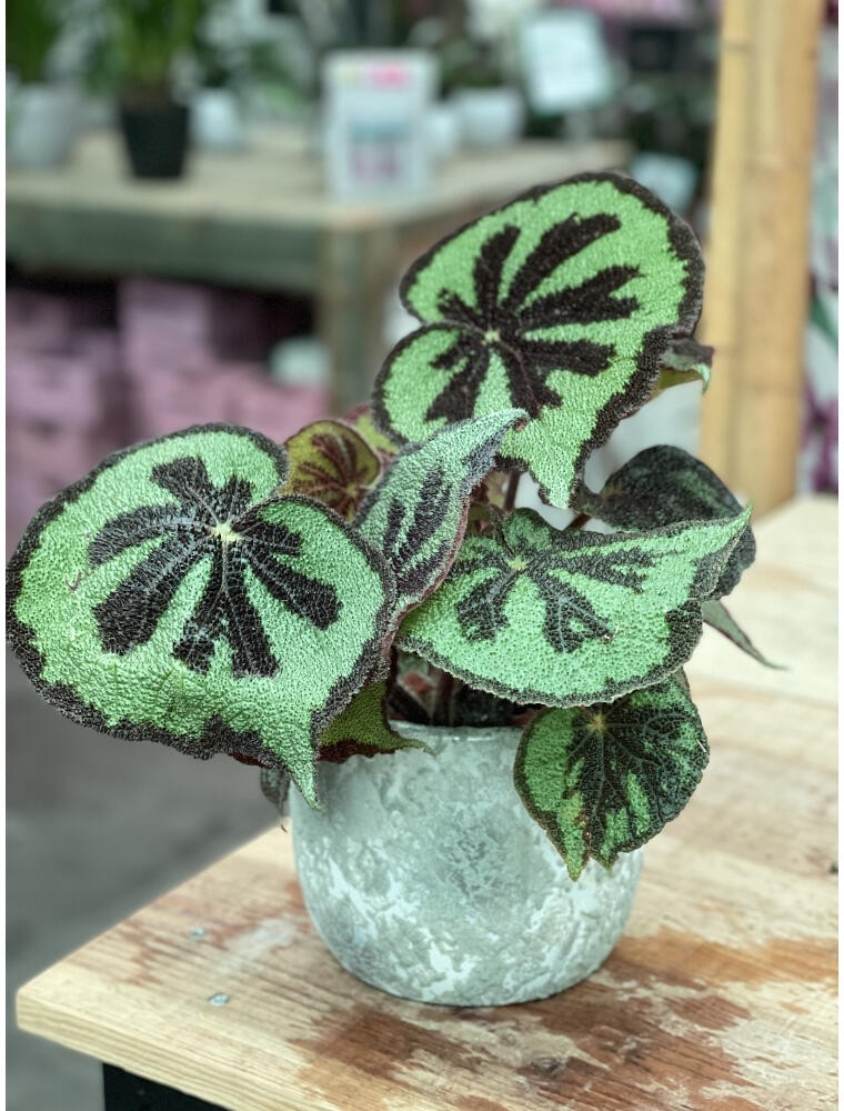 BEGONIA MASONIANA M15 40CM