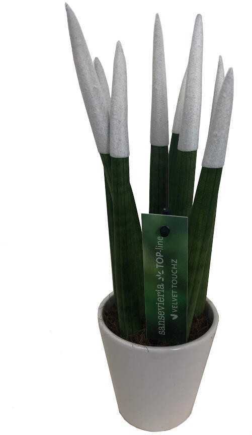 SANSEVIERIA CILINDRICA PINTADA M8 25CM (LENGUA DE SUEGRA)