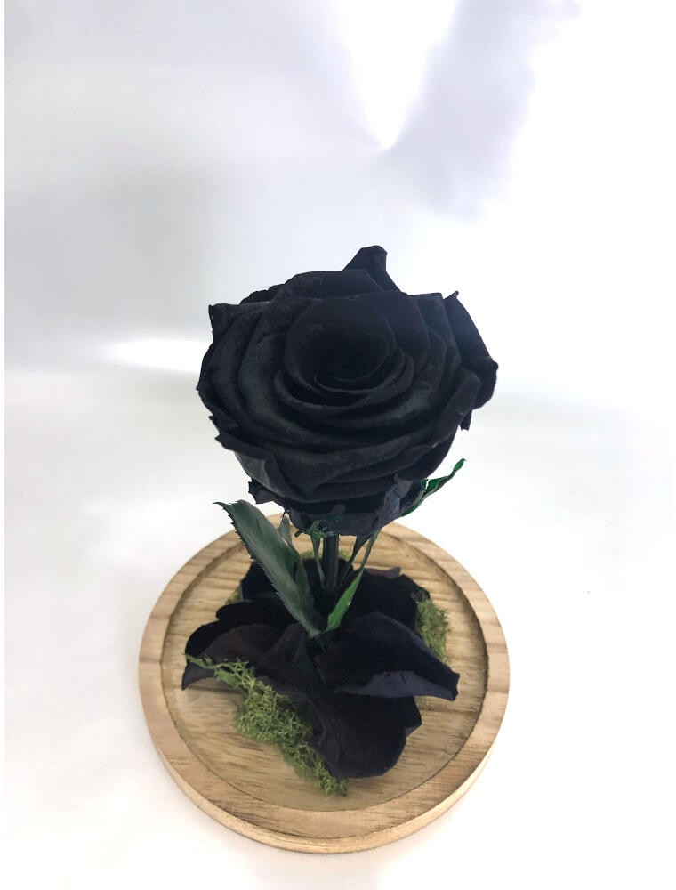 ROSA CUPULA NEGRA 12X20CM