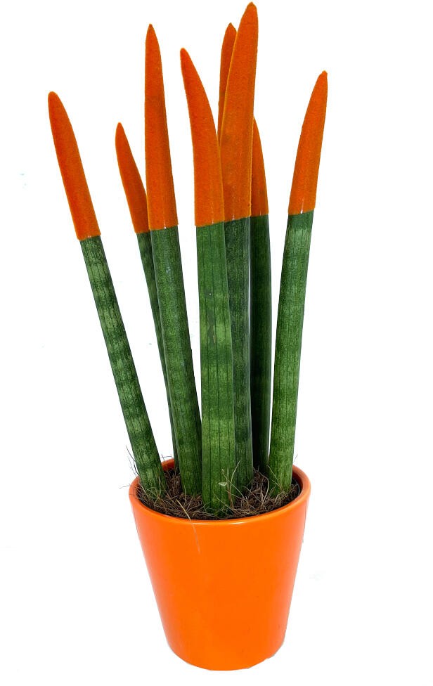 SANSEVIERIA CILINDRICA PINTADA M8 25CM (LENGUA DE SUEGRA)