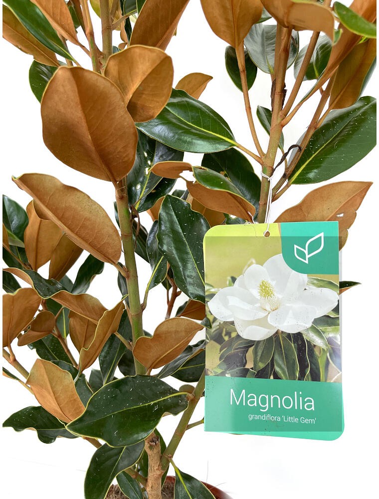 MAGNOLIA GRANDIFLORA LITTLE GEM 100CM 25CM