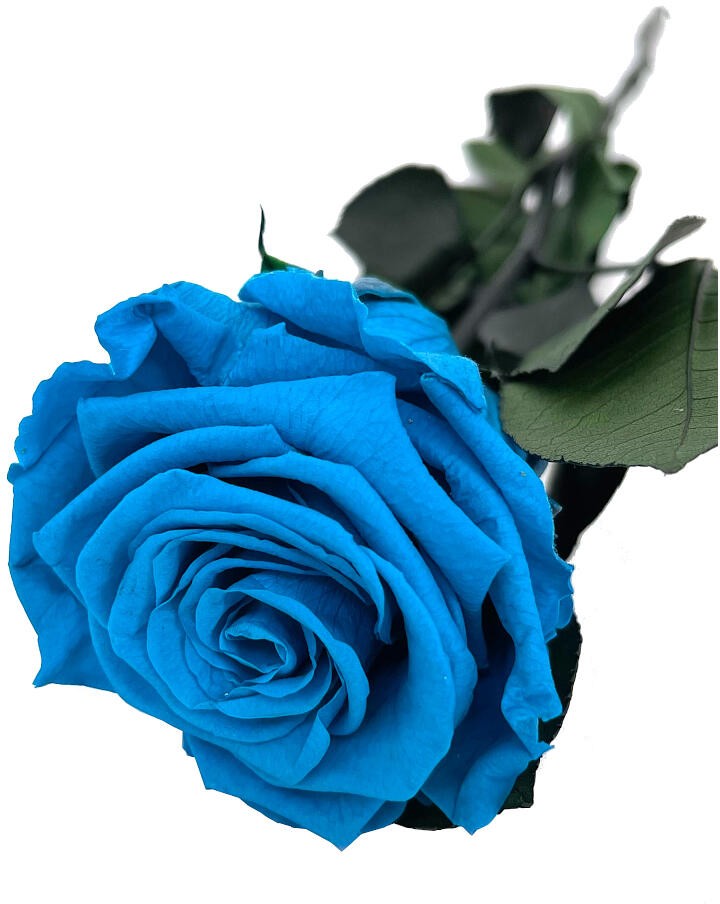 ROSA ETERNA AZUL 55CM