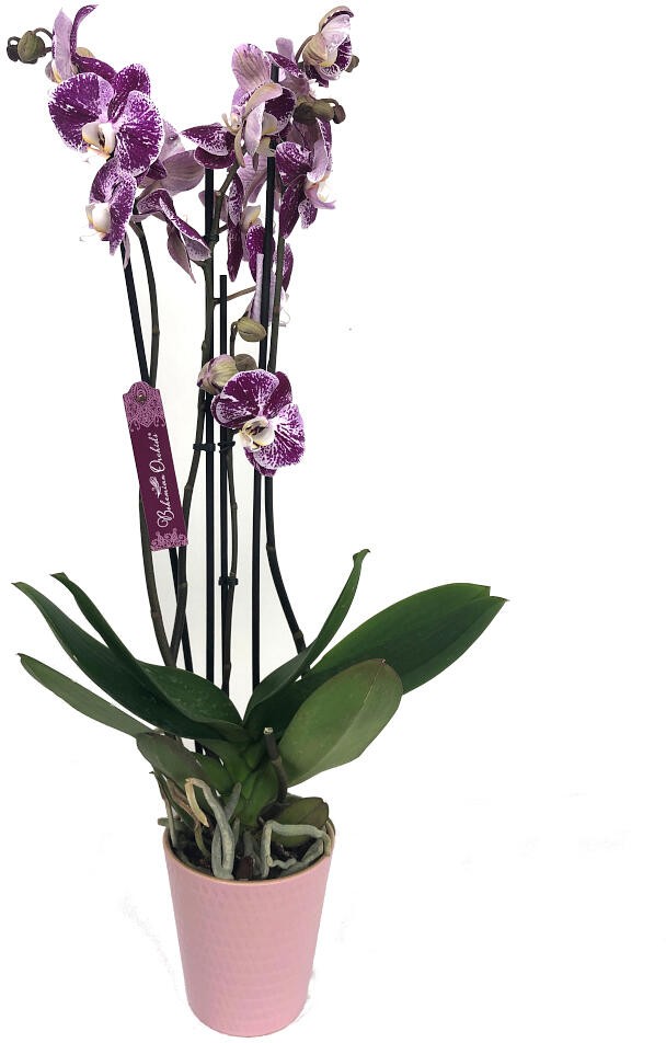 Listras pretas da orquídea Phalaenopsis 2-4 hastes