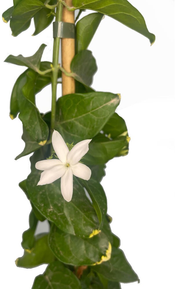 JASMINUM SAMBAC M20 180CM (JAZMIN)