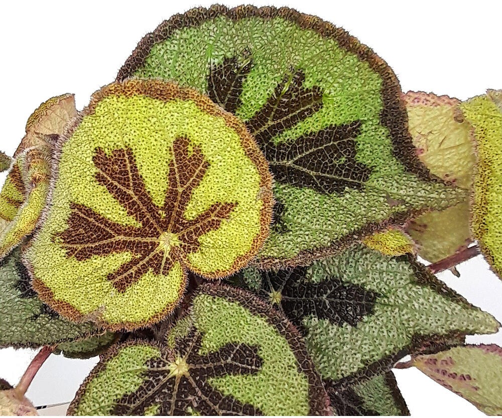 BEGONIA MASONIANA M12 30CM