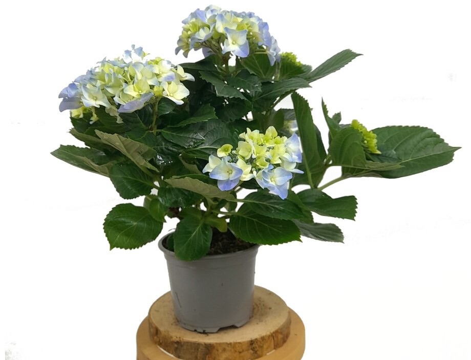 HORTENSIA AZUL M13 30CM