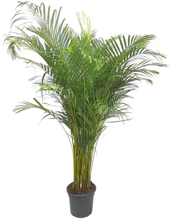 ARECA LUTESCENS M29 180CM